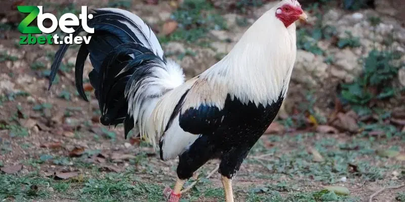 Áp dụng cách nuôi gà đá phù hợp theo các bài huấn luyện