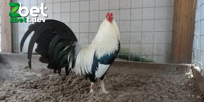 Hiểu loại gà  trước khi tìm kiếm về cách nuôi ga đá