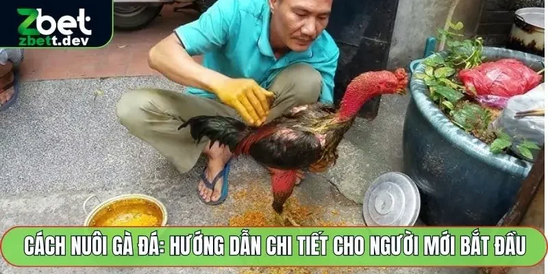 Cách Nuôi Gà Đá: Hướng Dẫn Chi Tiết Cho Người Mới Bắt Đầu 2 Cách nuôi gà đá