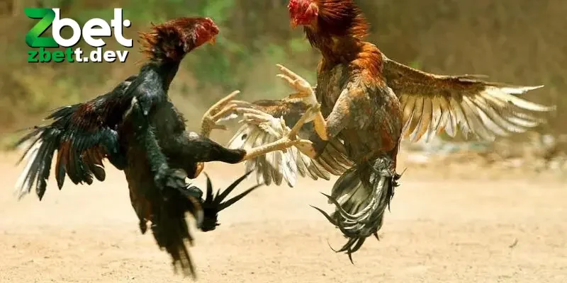 Đá Gà Thomo: Trải Nghiệm Thú Vị Về Môn Thể Thao Truyền Thống 4 6 lý do đá gà thomo thu hút nhiều người tham gia