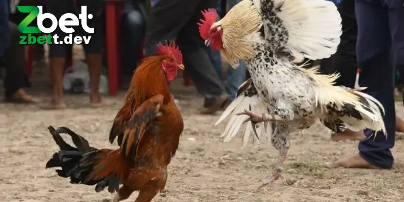 Đá Gà Thomo: Trải Nghiệm Thú Vị Về Môn Thể Thao Truyền Thống 2 Hiểu rõ về khái niệm đá gà thomo trước khi cá cược