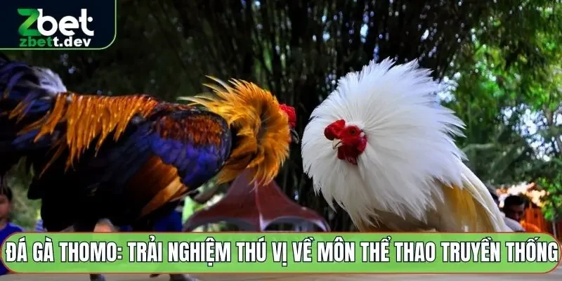 Đá Gà Thomo: Trải Nghiệm Thú Vị Về Môn Thể Thao Truyền Thống 3 Đá gà thomo