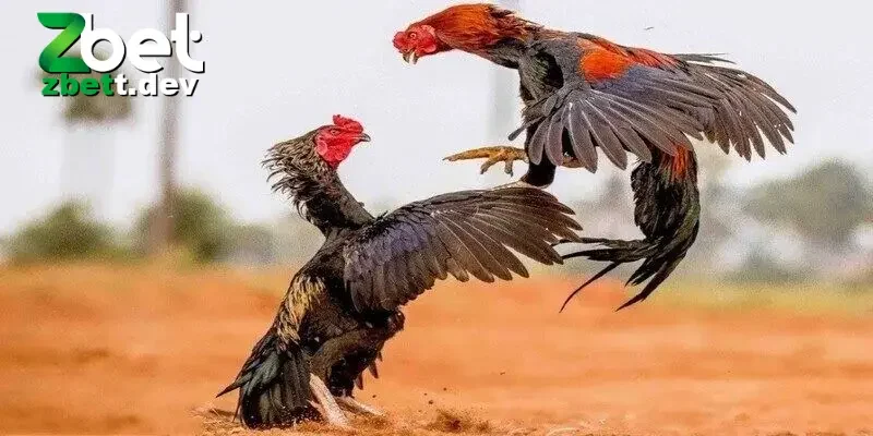 Những lưu ý quan trong khi tham gia chơi đá gà cần nhớ