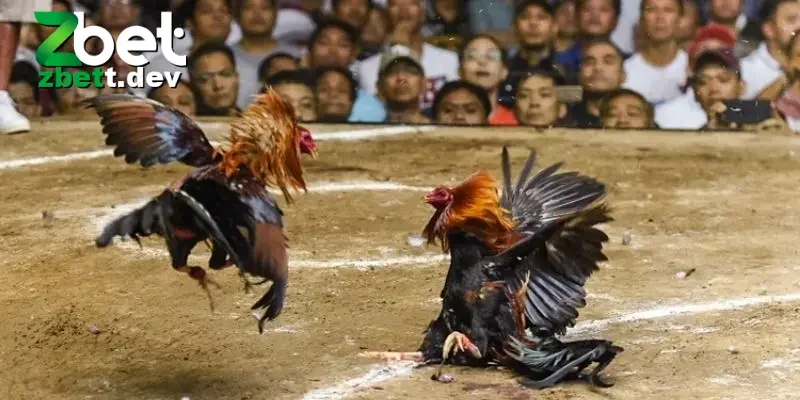 4 bước tham gia đá gà trực tiếp đơn giản và nhanh chóng