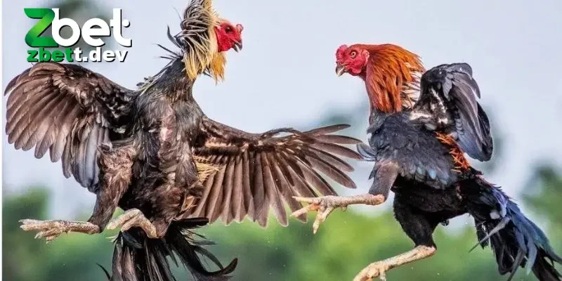 Những ưu điểm nổi bật khi tham gia chơi đá gà trực tiếp 24/7