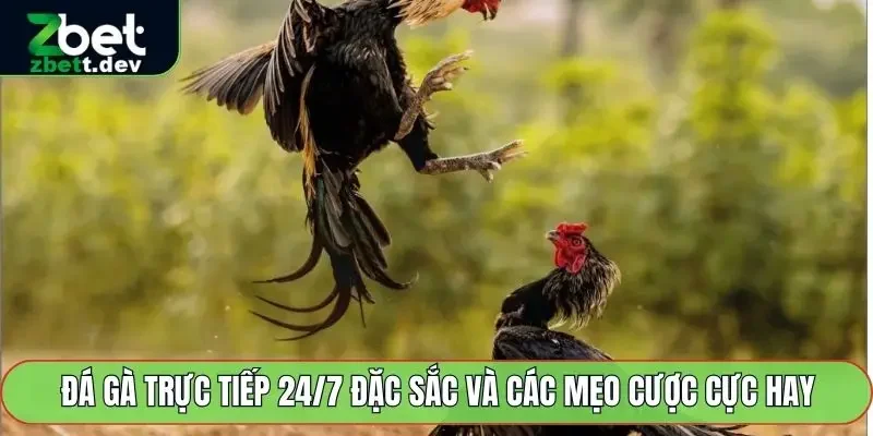 Đá Gà Trực Tiếp 24/7 Đặc Sắc Và Các Mẹo Cược Cực Hay 1 Đá Gà Trực Tiếp 24/7